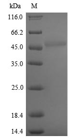 Greater than 90% as determined by SDS-PAGE.Recombinant Saccharomyces Cerevisiae Polyphosphatase (PPX1) Protein (His)