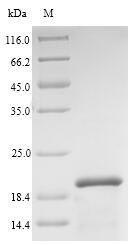 Greater than 90% as determined by SDS-PAGE.