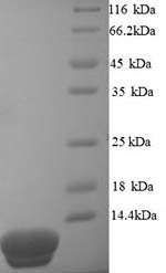 Greater than 90% as determined by SDS-PAGE.Recombinant Sulfolobus Solfataricus Dna-Binding Protein 7D (SSO7D) Protein (His)