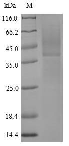 Greater than 85% as determined by SDS-PAGE.Recombinant Tachypleus Tridentatus Clotting Factor C (FC) Protein (His)