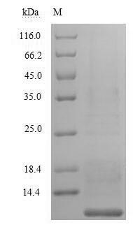 Greater than 90% as determined by SDS-PAGE.Recombinant Saccharomyces Cerevisiae A-Agglutinin-Binding Subunit (AGA2) Protein (His)