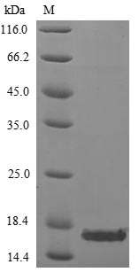 Greater than 85% as determined by SDS-PAGE.Recombinant Variola Virus 14 Kda Fusion Protein (A27L) Protein (His)