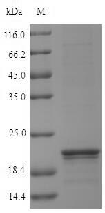 Greater than 90% as determined by SDS-PAGE.Recombinant Arabidopsis Thaliana Nucleoside Diphosphate Kinase 1 (NDK1) Protein (His&Myc)
