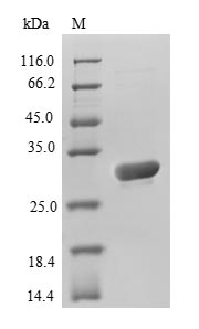 Greater than 90% as determined by SDS-PAGE.Recombinant Aequorea Victoria Green Fluorescent Protein (GFP) Protein (His)