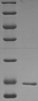 Greater than 85% as determined by SDS-PAGE.Recombinant Bacillus Subtilis Sporulation-Specific Extracellular Nuclease (NUCB)