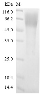 Greater than 85% as determined by SDS-PAGE.Recombinant Arabidopsis Thaliana Dehydrin Xero 1 (XERO1) Protein (His-sumostar)