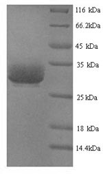 Greater than 90% as determined by SDS-PAGE.