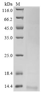 Greater than 90% as determined by SDS-PAGE.