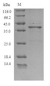 Greater than 90% as determined by SDS-PAGE.Recombinant Lithobates Catesbeiana Saxiphilin (SAX) Protein (His)