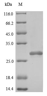 Greater than 90% as determined by SDS-PAGE.Recombinant Human Peroxiredoxin-2 (PRDX2) Protein (His)
