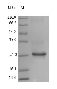 Greater than 90% as determined by SDS-PAGE.Recombinant Bryonia Dioica Ribosome-Inactivating Protein Bryodin I Protein (His)