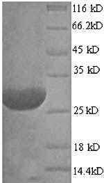 Greater than 90% as determined by SDS-PAGE.Recombinant Neosartorya Fumigata Hydrophobin (RODA) Protein (His)