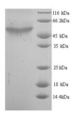 Greater than 90% as determined by SDS-PAGE.