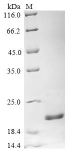 Greater than 85% as determined by SDS-PAGE.Recombinant Legionella Pneumophila Peptidoglycan-Associated Lipoprotein (PAL) Protein (His)