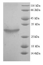Greater than 90% as determined by SDS-PAGE.