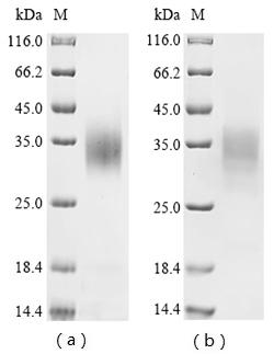 Greater than 85% as determined by SDS-PAGE.Recombinant Saccharomyces Cerevisiae Mitochondrial Fad-Linked Sulfhydryl Oxidase Erv1 (ERV1) Protein (His)