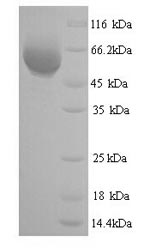 Greater than 90% as determined by SDS-PAGE.Recombinant Eschscholzia Californica Reticuline Oxidase (BBE1) Protein (His)