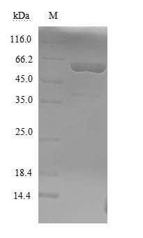 Greater than 90% as determined by SDS-PAGE.Recombinant Clostridium Botulinum Botulinum Neurotoxin Type F (BOTF) Protein (His)