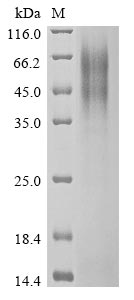Greater than 90% as determined by SDS-PAGE.
