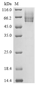 Greater than 85% as determined by SDS-PAGE.Recombinant Human Betacoronavirus 2C Emc/2012 Spike Glycoprotein (S) Protein (His-sumostar)