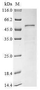 Greater than 90% as determined by SDS-PAGE.Recombinant Saccharomyces Cerevisiae Adenosylmethionine-8-Amino-7-Oxononanoate Aminotransferase (BIO3) Protein (His)