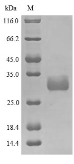 Greater than 85% as determined by SDS-PAGE.Recombinant Human Large Proline-Rich Protein Bag6 (BAG6) Protein (His&Myc)
