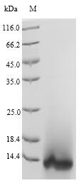 Greater than 90% as determined by SDS-PAGE.