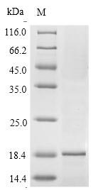 Greater than 90% as determined by SDS-PAGE.