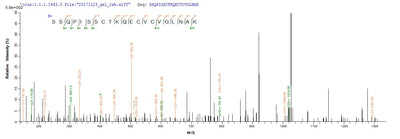 Based on the SEQUEST from database of Yeast host and target protein, the LC-MS/MS Analysis result of this product could indicate that this peptide derived from Yeast-expressed Vespula vulgaris (Yellow jacket) (Wasp) N/A.Recombinant Vespula Vulgaris Phospholipase A1 (PLA1) Protein (Myc&His)