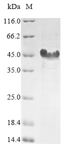 Greater than 85% as determined by SDS-PAGE.Recombinant Candida Albicans Hyphal Wall Protein 1 (HWP1) Protein (His)
