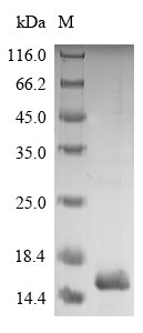 Greater than 90% as determined by SDS-PAGE.Recombinant Dermatophagoides Pteronyssinus Mite Group 2 Allergen Der P 2 (DERP2) Protein (His)