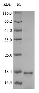 Greater than 90% as determined by SDS-PAGE.