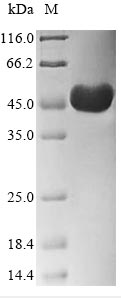 Greater than 85% as determined by SDS-PAGE.