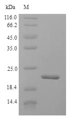 Greater than 90% as determined by SDS-PAGE.