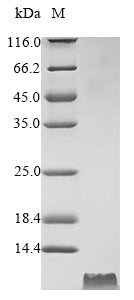 Greater than 90% as determined by SDS-PAGE.Recombinant Bovine Cathelicidin-6 (CATHL6)