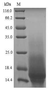 Greater than 90% as determined by SDS-PAGE.Recombinant Parietaria Judaica Probable Non-Specific Lipid-Transfer Protein 2 (LTP2) Protein (His)