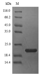 Greater than 90% as determined by SDS-PAGE.Recombinant Blattella Germanica Allergen Bla G 4 Protein (His)