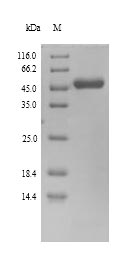 Greater than 90% as determined by SDS-PAGE.Recombinant Human Herpesvirus 6A Dna Polymerase Processivity Factor (U27) Protein (His)