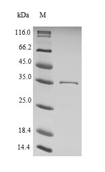 Greater than 90% as determined by SDS-PAGE.Recombinant Helicobacter Pylori Cytotoxicity-Associated Immunodominant Antigen (CAGA) Protein (His)
