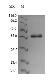 Greater than 90% as determined by SDS-PAGE.