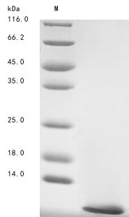 Greater than 90% as determined by SDS-PAGE.Recombinant Leiurus Hebraeus Alpha-Like Toxin Lqh7 Protein (His)