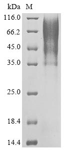 Greater than 90% as determined by SDS-PAGE.