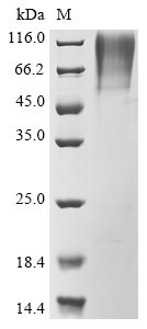 Greater than 85% as determined by SDS-PAGE.
