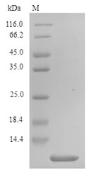 Greater than 90% as determined by SDS-PAGE.Recombinant Phoneutria Nigriventer Delta-Ctenitoxin-Pn1A (PNTX4) Protein (His)