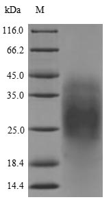 Greater than 90% as determined by SDS-PAGE.Recombinant Centruroides Suffusus Beta-Mammal Toxin Css4 Protein (His)