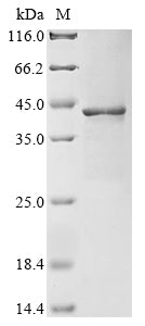 Greater than 85% as determined by SDS-PAGE.Recombinant Staphylococcus Aureus D-Alanine--D-Alanine Ligase (DDL) Protein (His)