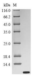 Greater than 90% as determined by SDS-PAGE.