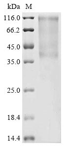 Greater than 90% as determined by SDS-PAGE.Recombinant Canine Parvovirus Type 2 Capsid Protein Vp2 Protein (His)