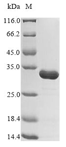 Greater than 85% as determined by SDS-PAGE.Recombinant Mycobacterium Paratuberculosis Probable Transcriptional Regulatory Protein Map_1030 (MAP_1030) Protein (His)