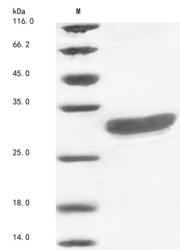 Greater than 90% as determined by SDS-PAGE.Recombinant Mycobacterium Paratuberculosis Probable Transcriptional Regulatory Protein Map_1030 (MAP_1030) Protein (His)